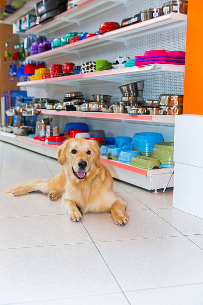 istock Cute Golden Retriever in pet store 592360522