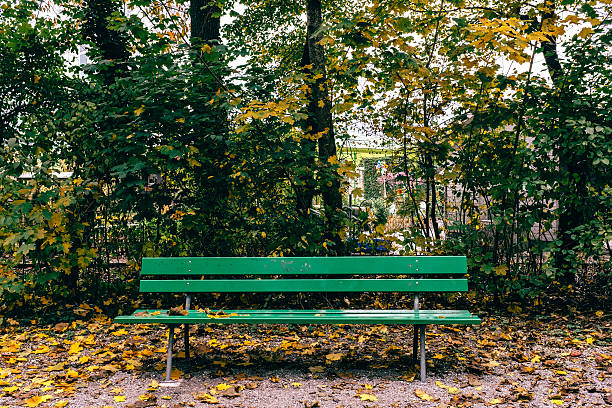 panchina vuota per alberi nel parco - park bench foto e immagini stock