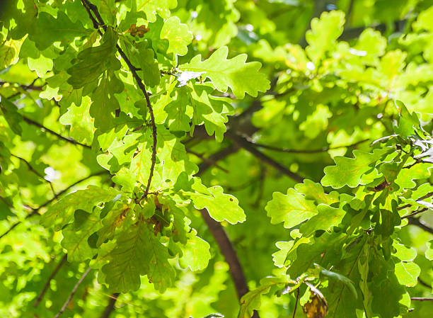 istock background of green oak leaves in sunlight 592361400