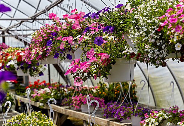 istock Hanging Petunias in a Greenhouse 592363614