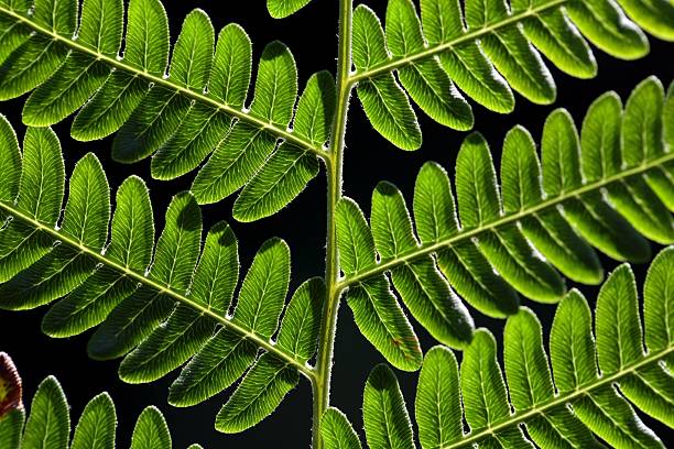 bracken fern leaf - fern bracken growth leaf stock-fotos und bilder