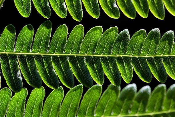 bracken fern leaf - fern bracken growth leaf stock-fotos und bilder