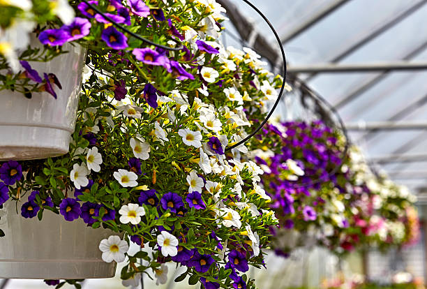 istock Hanging Petunias in a Greenhouse 592364056
