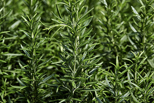 istock Rosemary Sprigs in a Garden 592364234