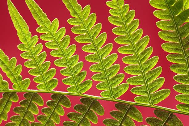 bracken fern leaf - fern bracken growth leaf stock-fotos und bilder