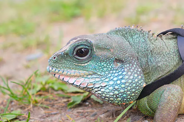 head of water dragon iguana macro view blue green skin