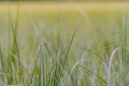 Tall Grass Close Up with hazy field in background