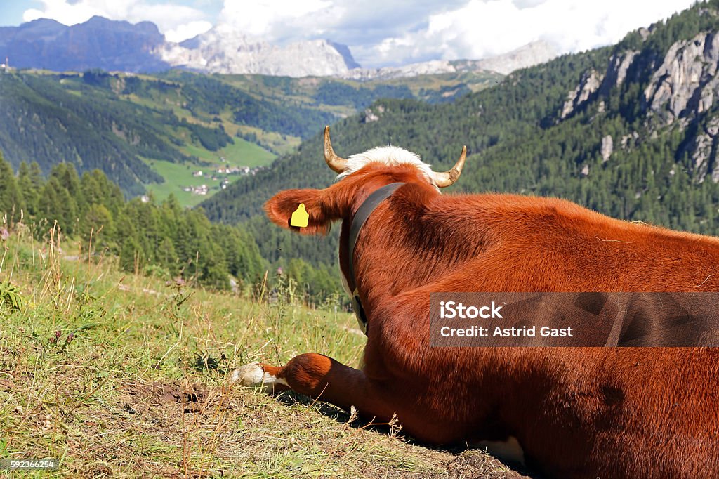 Simmental beef enjoys the view in the mountains A Simmental beef enjoys the view in the mountains. Simmental cattle in the high mountains of the Alps Agriculture Stock Photo