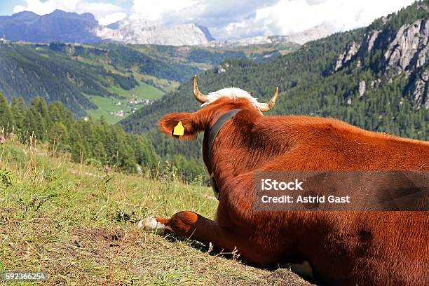 Simmental Beef Enjoys The View In The Mountains Stock Photo - Download Image Now - Agriculture, Alto Adige - Italy, Animal