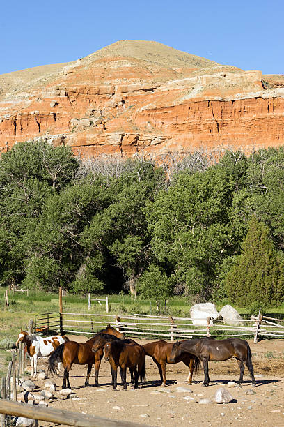 istock Corralled Horses Wyoming Badlands Ranch Livestock Animals 592366708