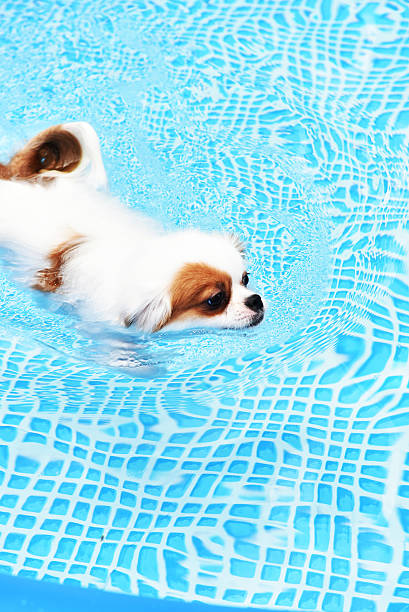 istock Cute Dog swimming in training pool 592368164
