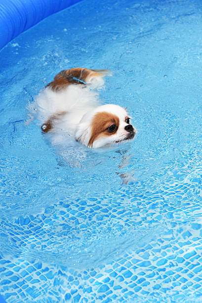 istock Cute Dog swimming in training pool 592368838