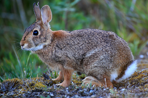European hare (Lepus europaeus) sitting in front of an agricultural field in the last sunlight.