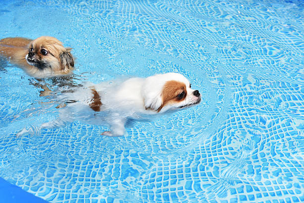 istock Couple Dogs swimming in training pool 592369814