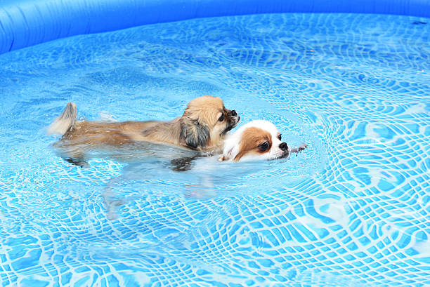 istock Couple cute Dog swimming together in training pool 592369936