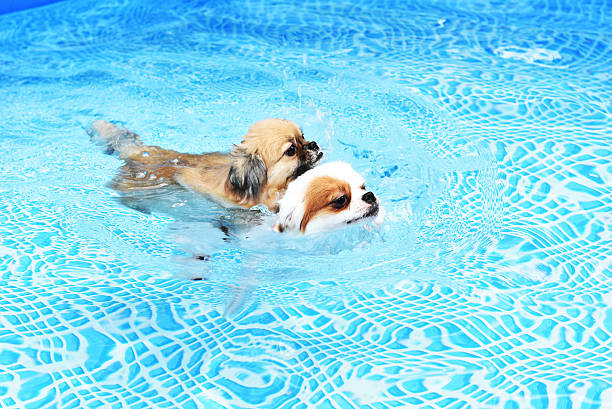 istock Couple cute Dog swimming together in training pool 592369976