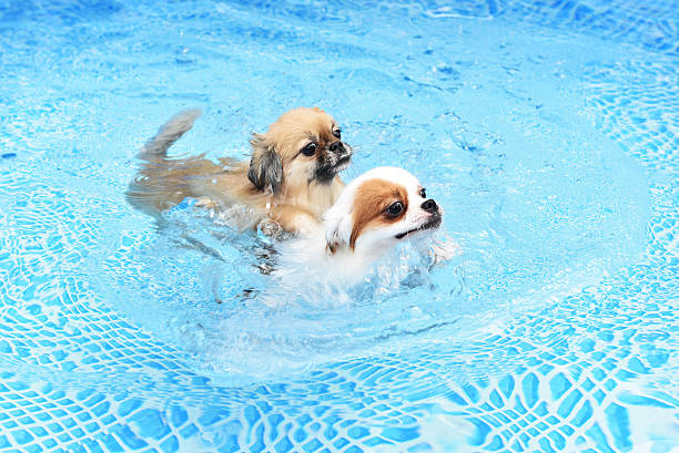 istock Couple cute Dog swimming together in training pool 592370046