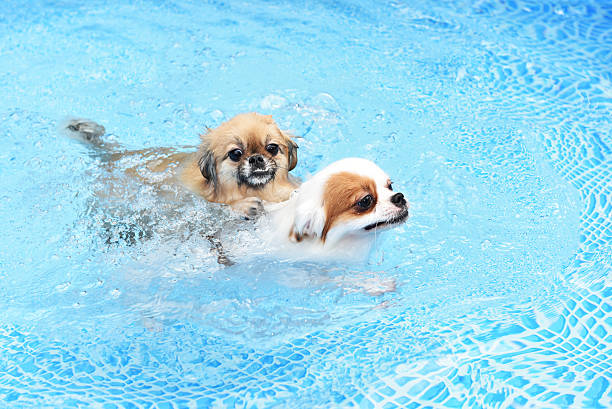 istock Couple cute Dog swimming together in training pool 592370112