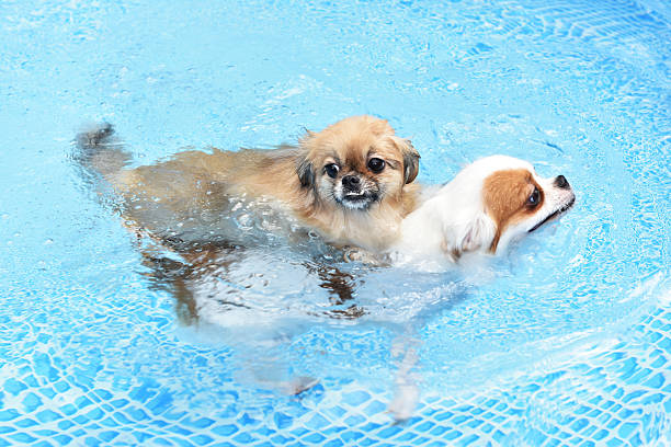 istock Couple cute Dog swimming together in training pool 592370136