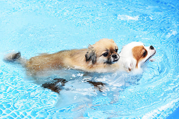 istock Couple cute Dog swimming together in training pool 592370190