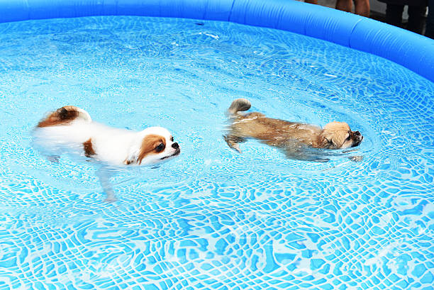 istock Couple Dogs swimming in training pool 592370276