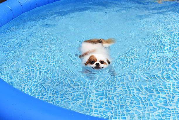 istock Cute Dog swimming in training pool 592370366