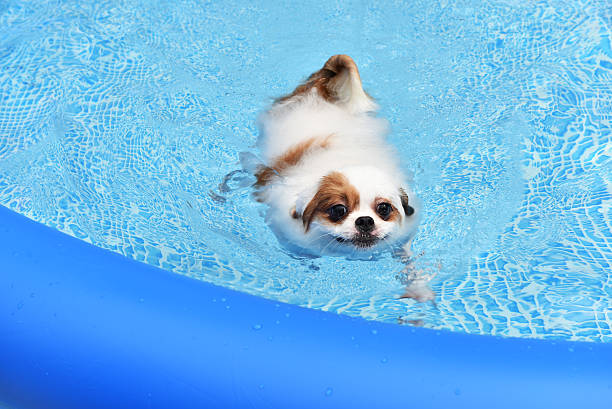 istock Cute Dog swimming in training pool 592370410