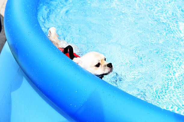 istock Dog swimming in training pool 592370454