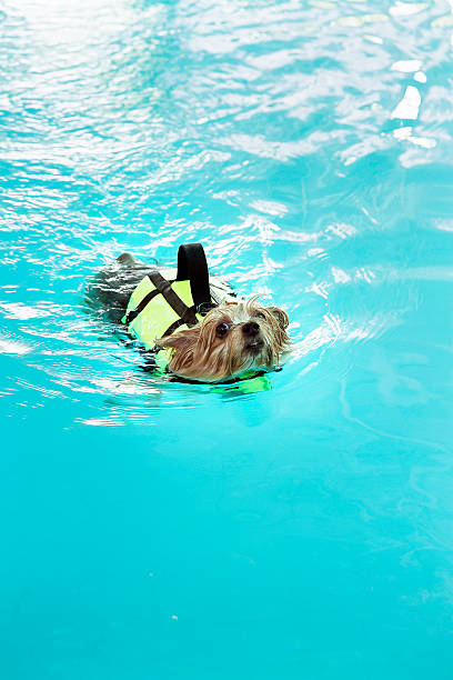 istock Yorkshire-Terrier swimming in the pool 592370488