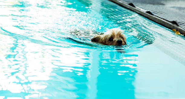 istock Yorkshire-Terrier swimming in the pool 592370510