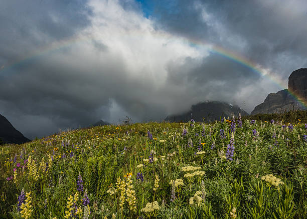 полевые цветы цветут под полной радугой - montana mountain lupine meadow стоковые фото и изображения