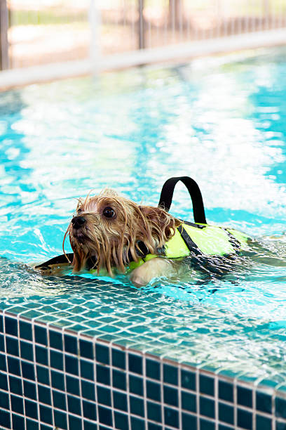 istock Yorkshire-Terrier swimming in the pool 592370566