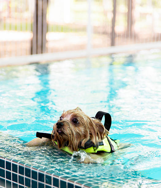 istock Yorkshire-Terrier swimming in the pool 592370590