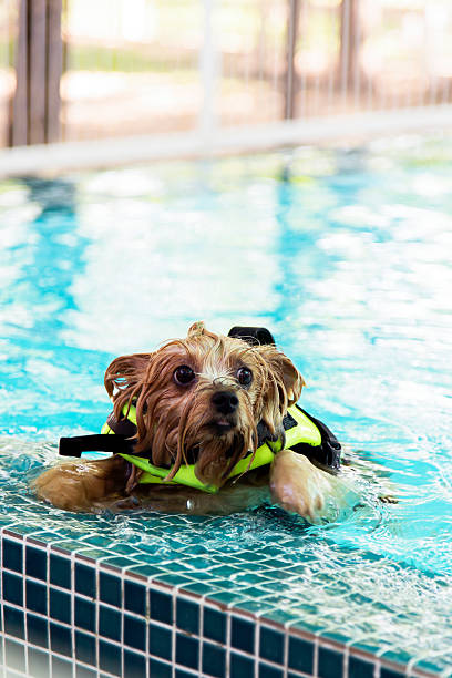 istock Yorkshire-Terrier swimming in the pool 592370624