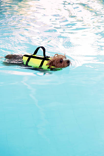 istock Yorkshire-Terrier swimming in the pool 592370640