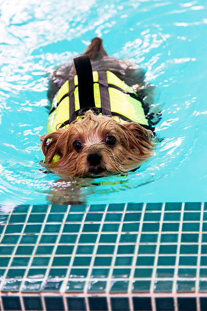istock Yorkshire-Terrier swimming in the pool 592370652