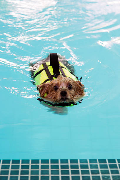 istock Yorkshire-Terrier swimming in the pool 592370676