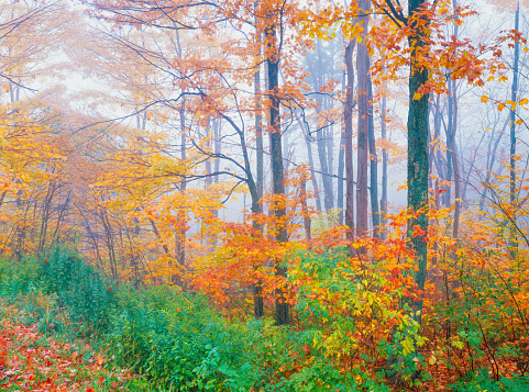 A foggy forest in Peacham, Vermont is filled with yellows, oranges, reds, and some green in the Autumn.
