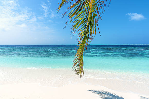 istock Tropical beach and palm leaves 592371326