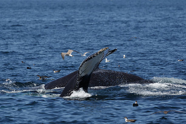 istock Humpback Whales in Provincetown MA 592371662