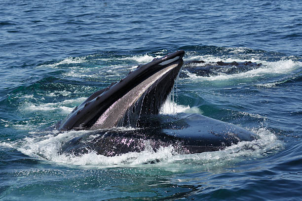 istock Humpback Whale in Provincetown MA 592371926