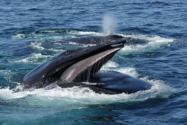 Humpback Whale in Provincetown MA A photograph of a humpback whale feeding off the coast of Provincetown in Cape Cod, Massachusetts, United States. The humpback whale (Megaptera novaeangliae) is a species of baleen whale. It has a distinctive body shape, with long pectoral fins and a knobbly head. It is known for breaching and other distinctive surface behaviours, making it popular with whale watchers. humpback whale open mouth stock pictures, royalty-free photos & images