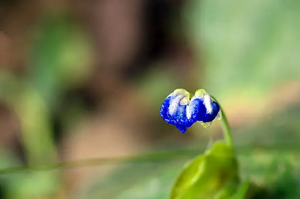 SAO PAULO, SP, BRAZIL - MARCH 27, 2011 - Tiny flower sighted in remnant of Atlantic Rainforest, one of the six Brazilian biomes and one of the greatest biodiversity of the planet