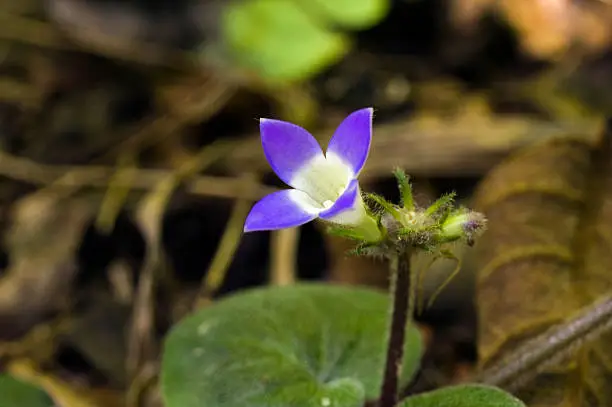 SAO PAULO, SP, BRAZIL - JANUARY 4, 2012- Tiny flower sighted in remnant of Atlantic Rainforest, one of the six Brazilian biomes and one of the greatest biodiversity of the planet