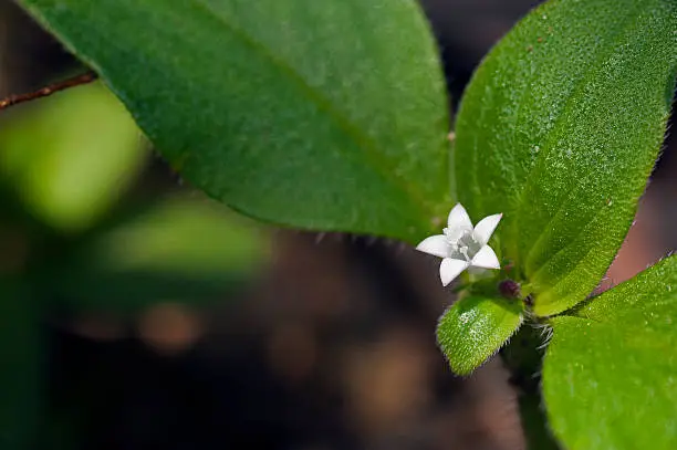 SAO PAULO, SP, BRAZIL - FEBRUARY 18, 2012 - Tiny flower sighted in remnant of Atlantic Rainforest, one of the six Brazilian biomes and one of the greatest biodiversity of the planet