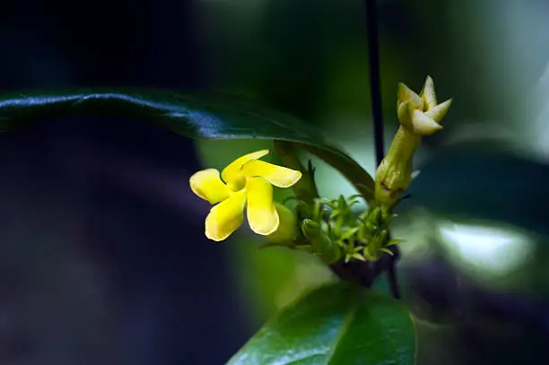SAO PAULO, SP, BRAZIL - FEBRUARY 18, 2012 - Tiny flower sighted in remnant of Atlantic Rainforest, one of the six Brazilian biomes and one of the greatest biodiversity of the planet