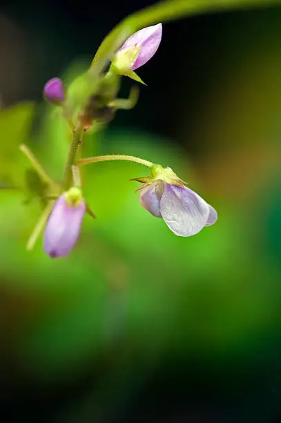 SAO PAULO, SP, BRAZIL - MARCH 17 , 2012 - Tiny flower sighted in remnant of Atlantic Rainforest, one of the six Brazilian biomes and one of the greatest biodiversity of the planet
