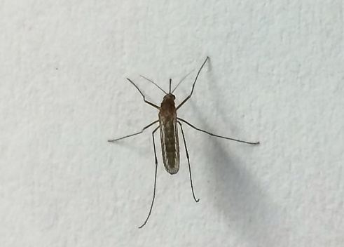 A live mosquito sitting on wall