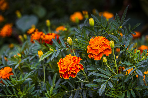 Bright autumn flowers. Elegant flowers of marigolds in the flower bed in the garden. Annual low-maintenance plants.Garden landscaping