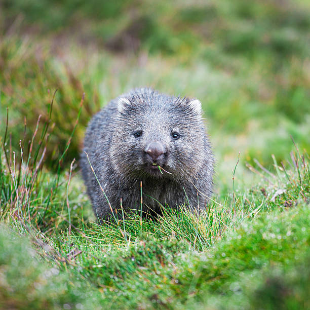 wombat während des tages - wombat stock-fotos und bilder